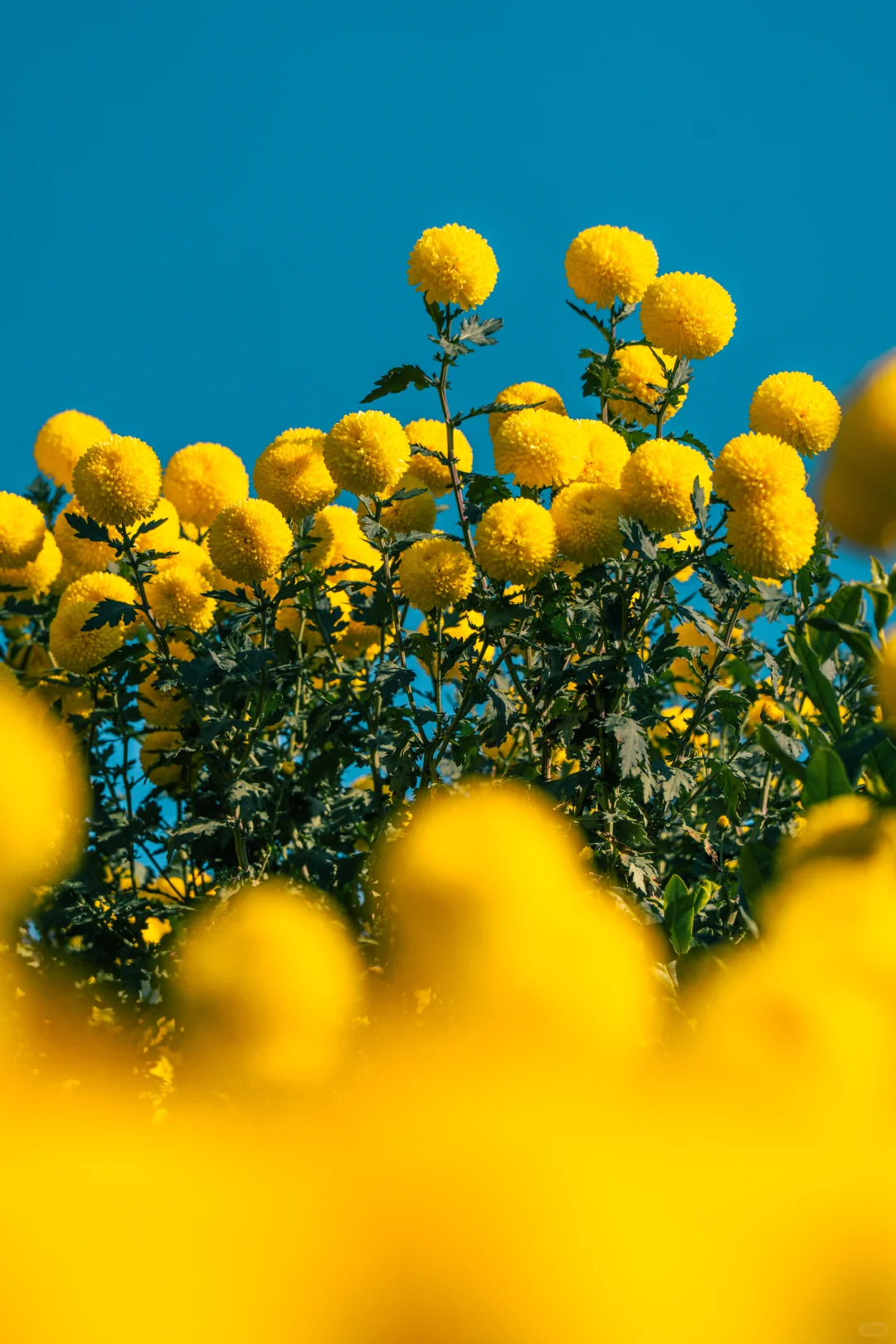 为什么非要去皖南，皖南到底有谁在啊？！