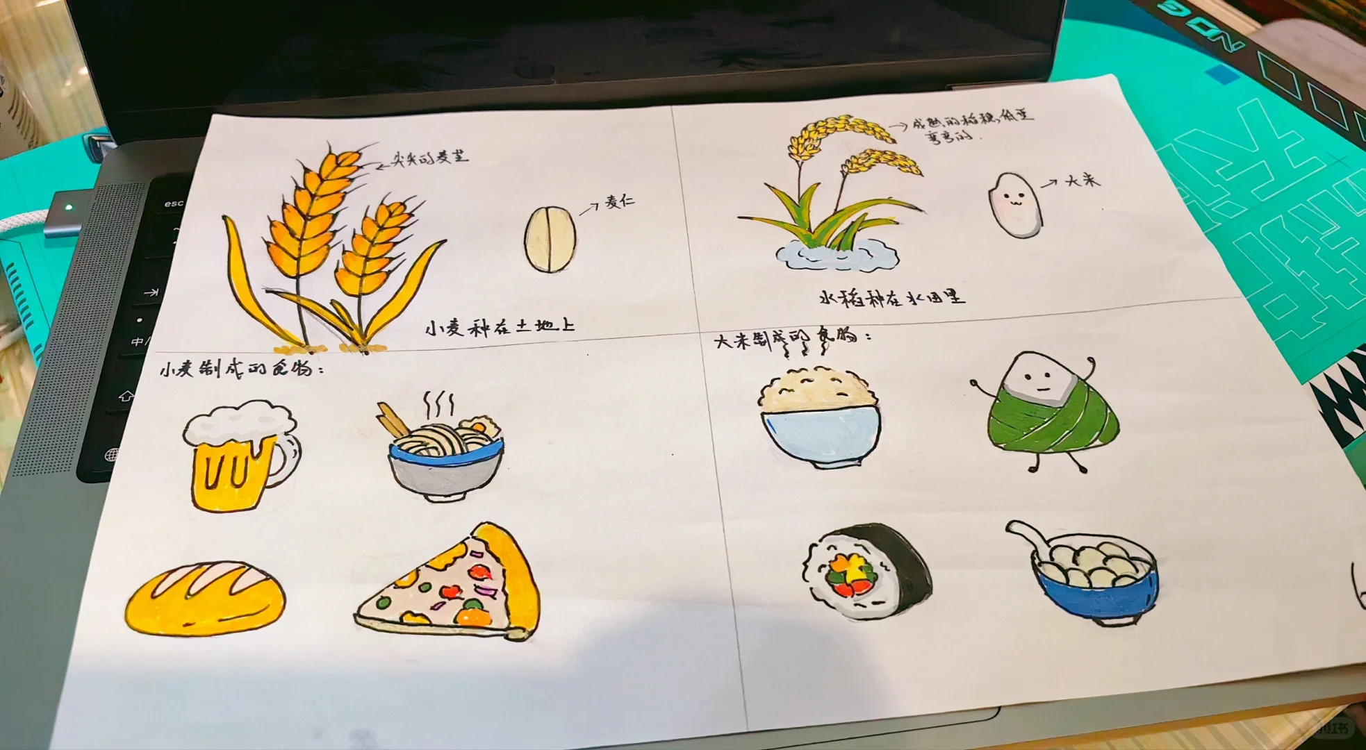 幼儿园作业《麦子与水稻的区别》