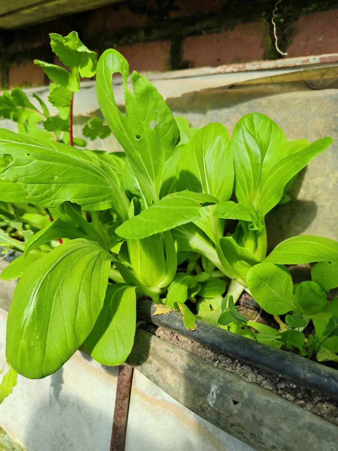 在温室大棚的感觉真的太好了!