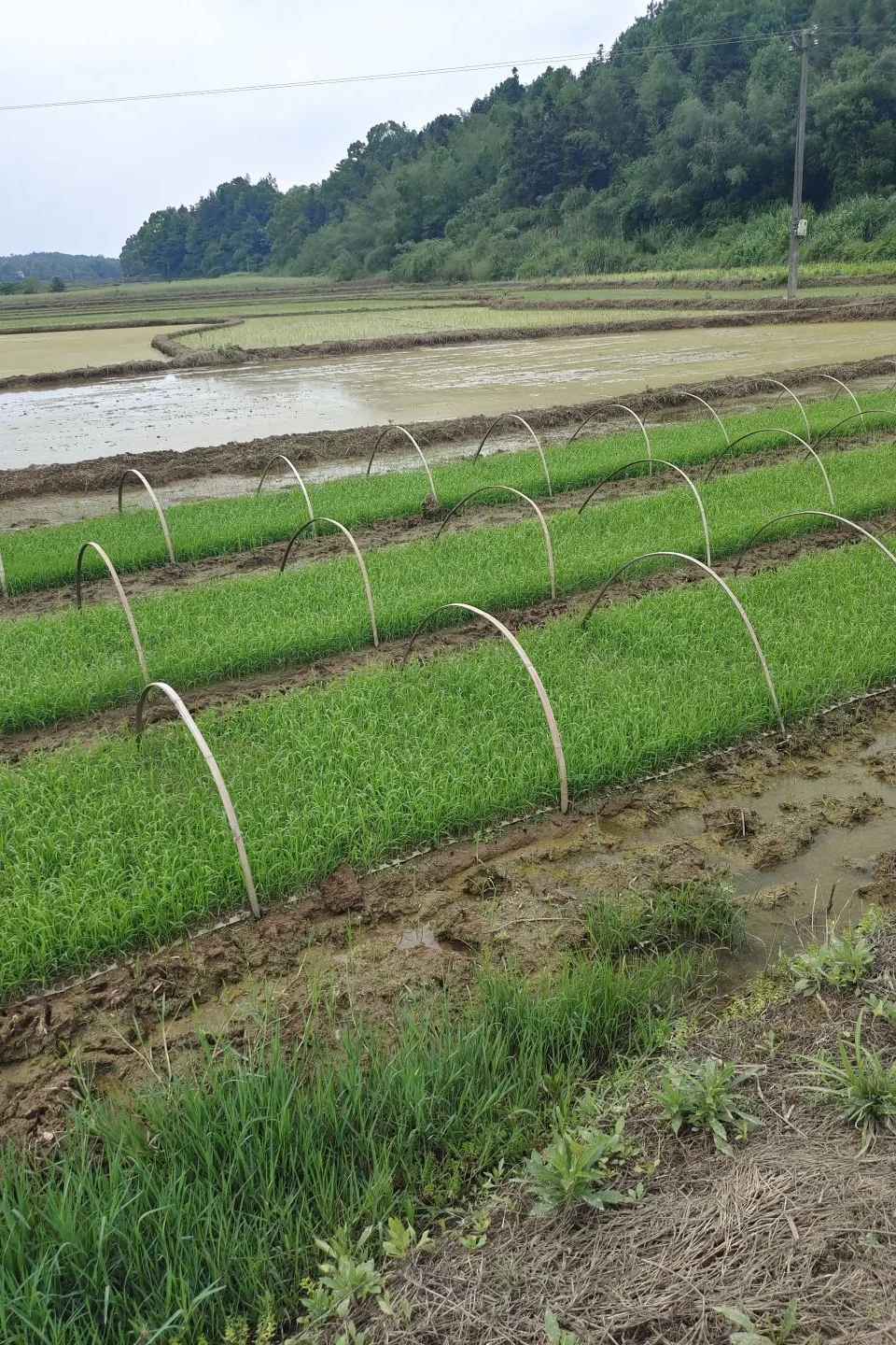 你猜不到这是什么