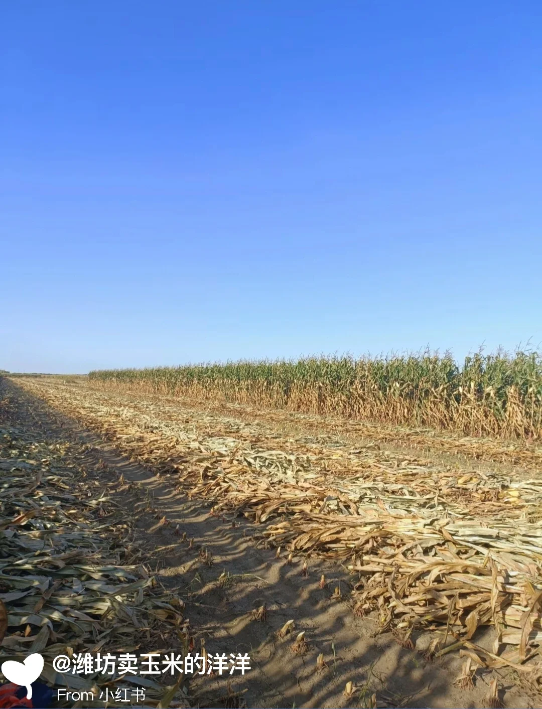 玉米有趣的冷知识，我敢说，大部分人不知道