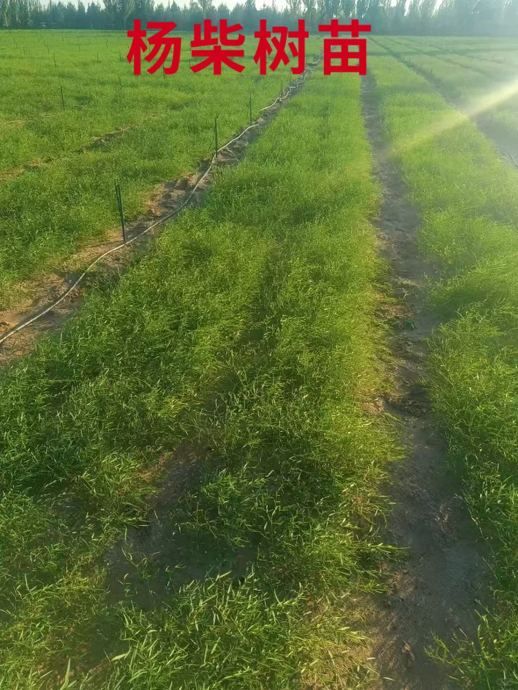 克孜勒一年生杨柴苗批发