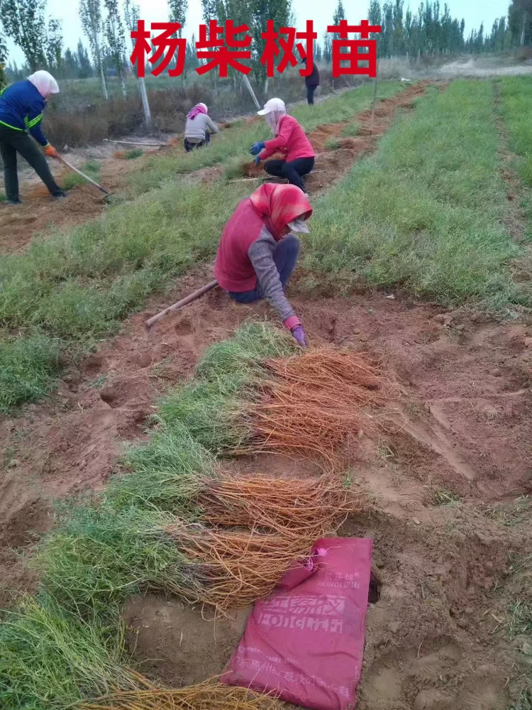 克孜勒一年生杨柴苗批发
