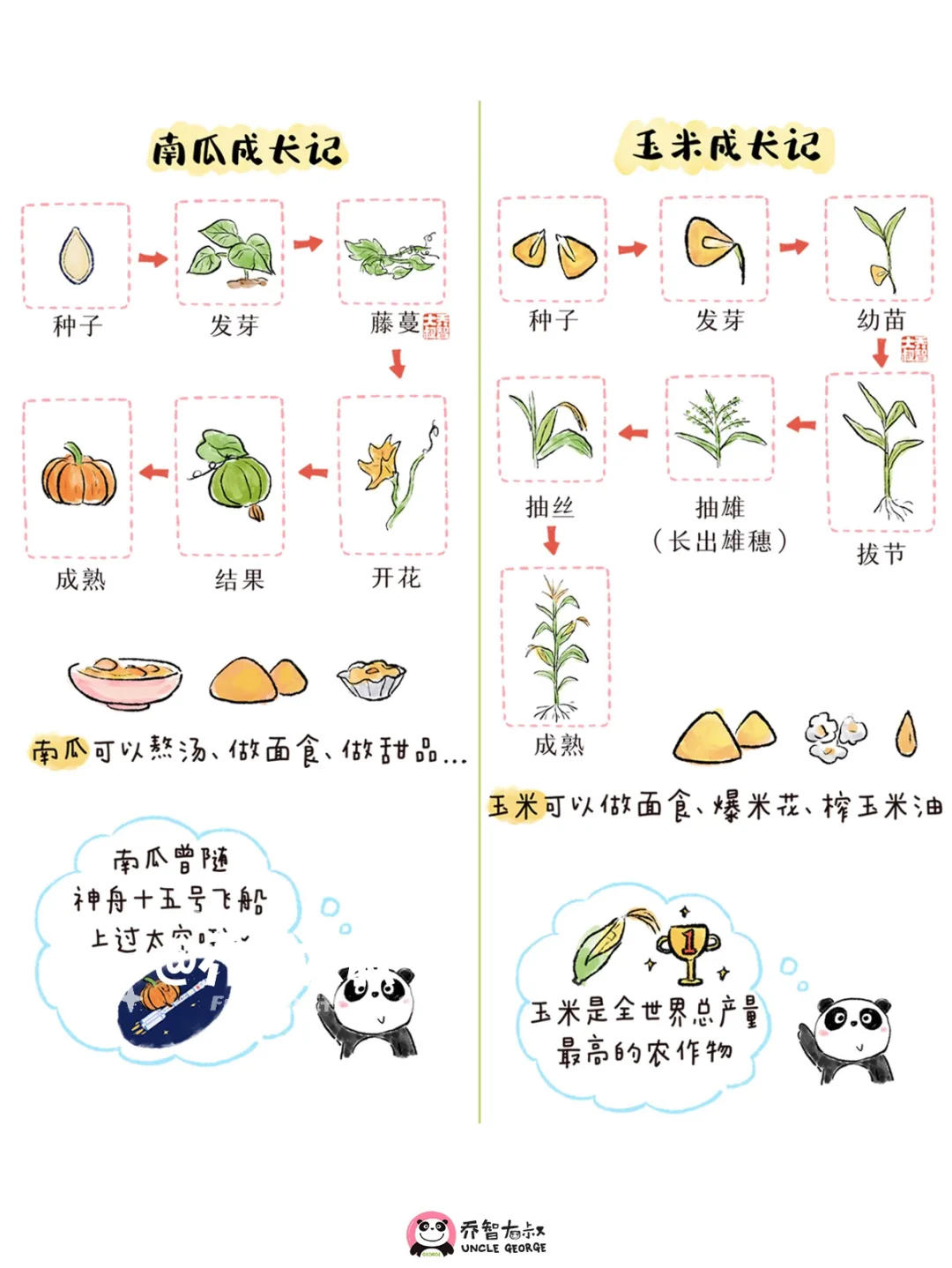 一组秋天丰收粮食的生长过程图，孩子超喜欢