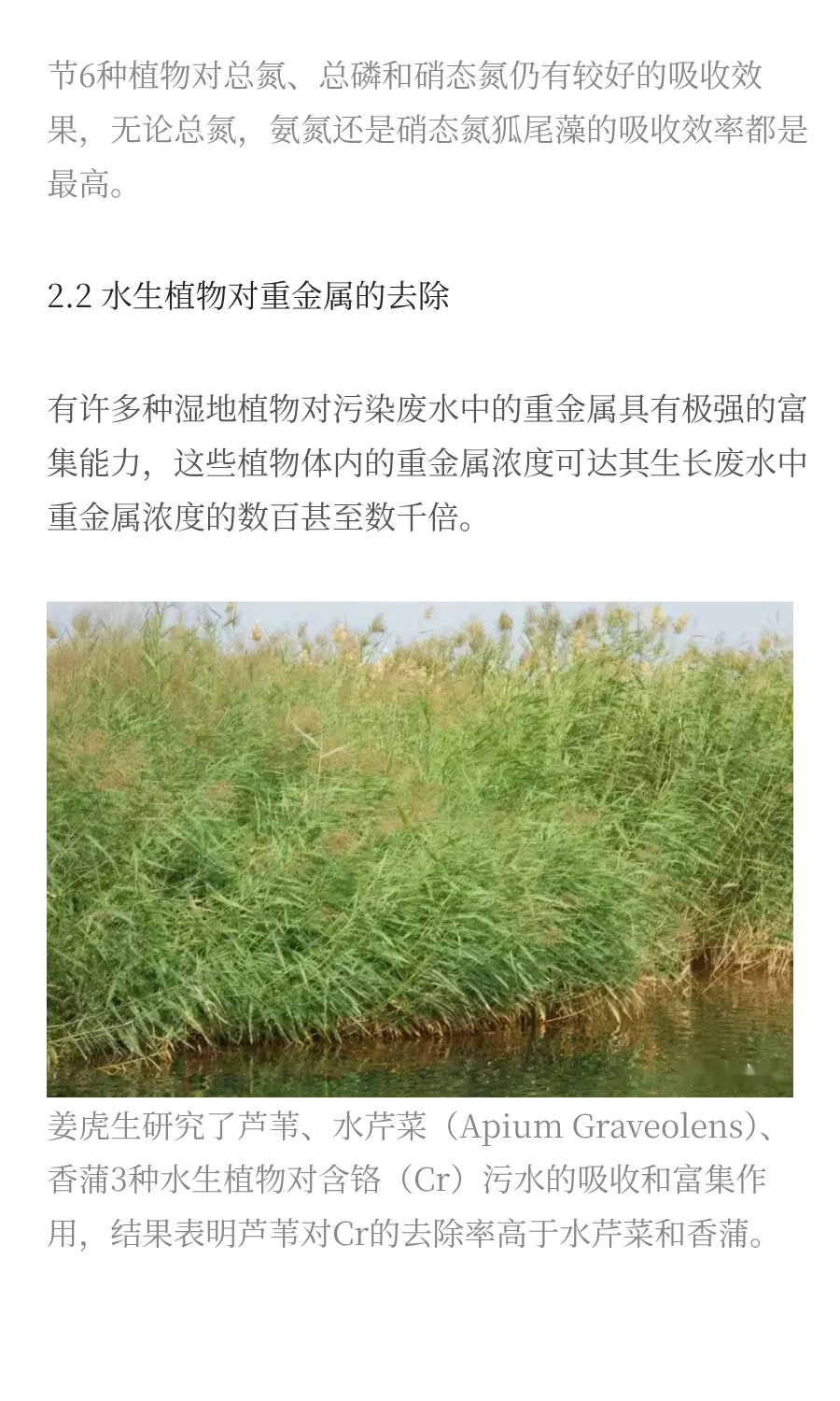 水生植物对污染水体修复的研究进展