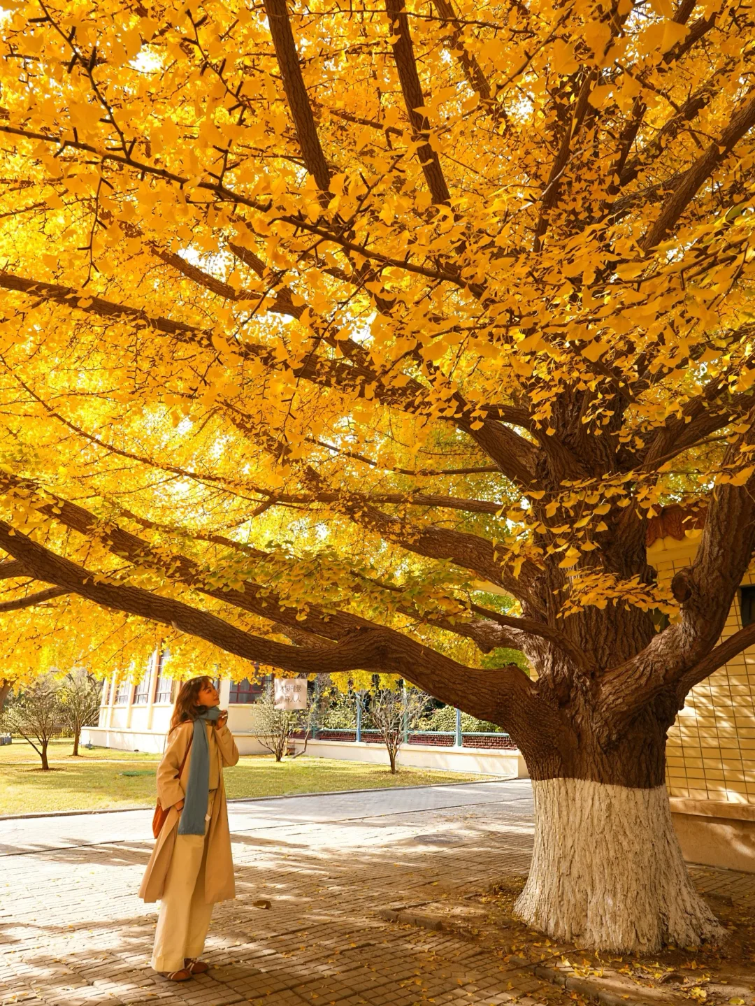 7级大风后❗️北京唯1️⃣幸存的银杏真神树!!!