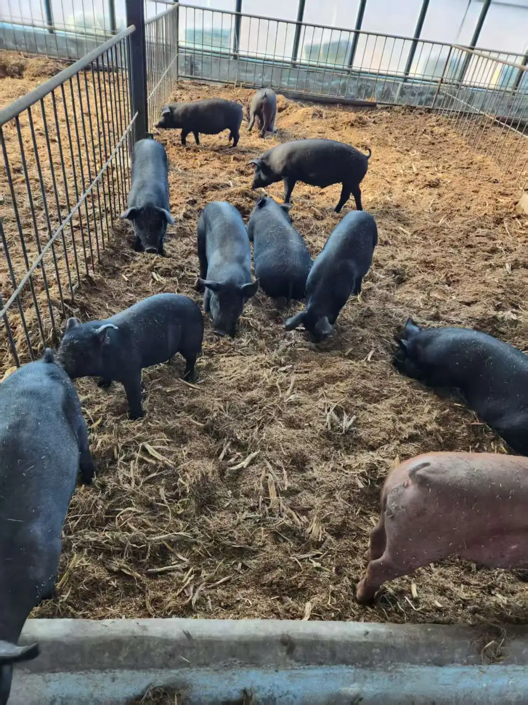 发酵床技术，真的能让你少走超多弯路！！！