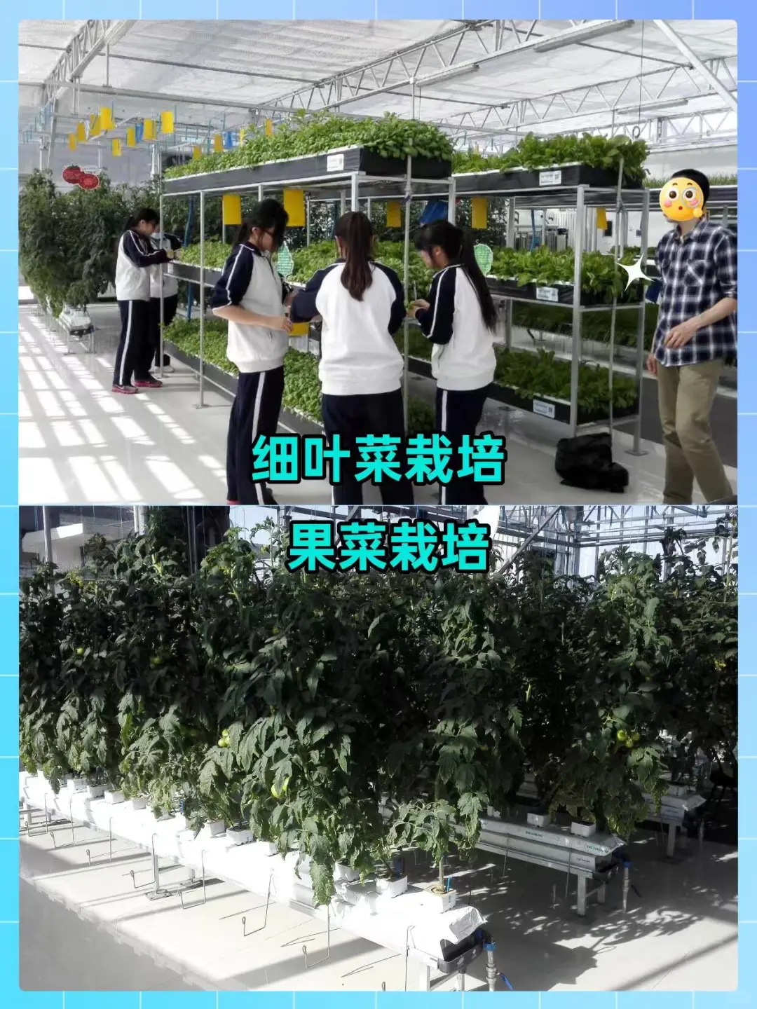 实验楼顶居然打造成了校园农场