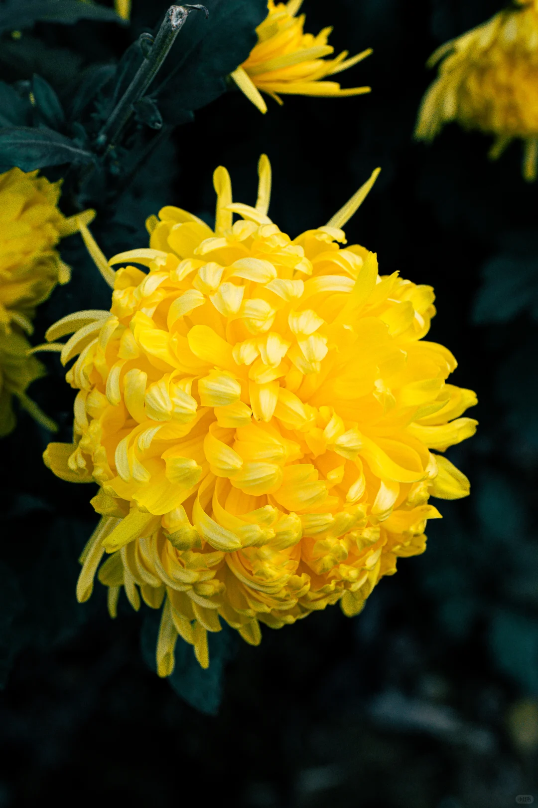 为什么非要去皖南，皖南到底有谁在啊？！