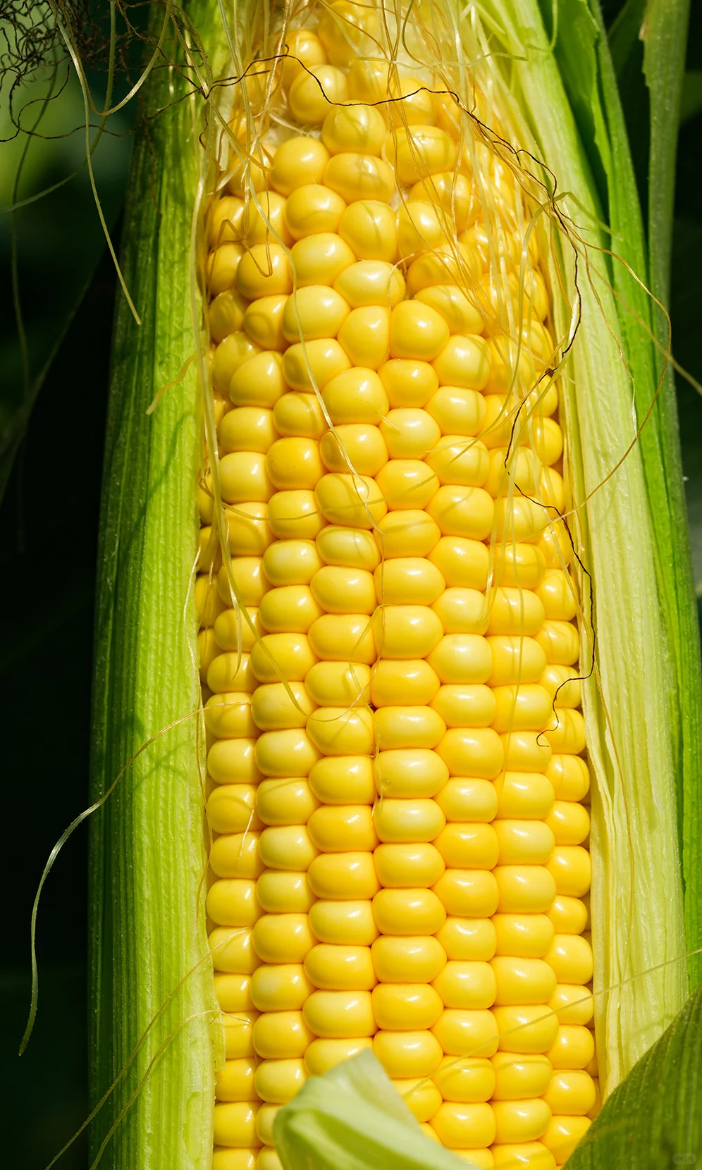 治愈能量站✨一些有生命力的玉米