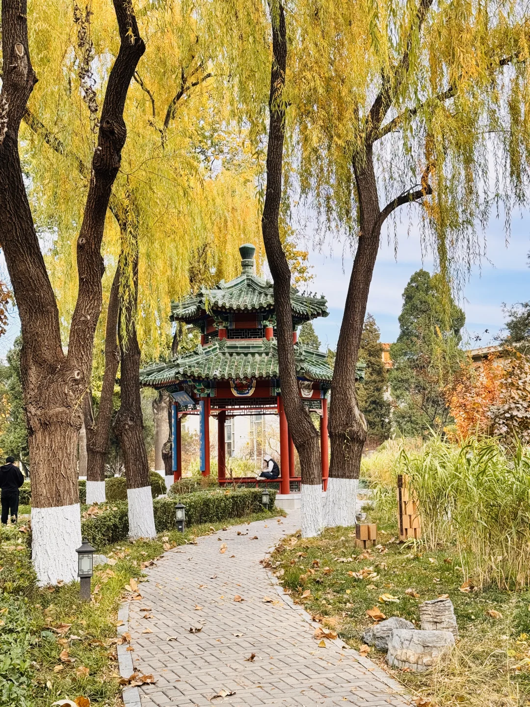 7级大风后❗️北京唯1️⃣幸存的银杏真神树!!!