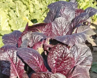 有色作物造型实验：填补北方秋冬造景空白