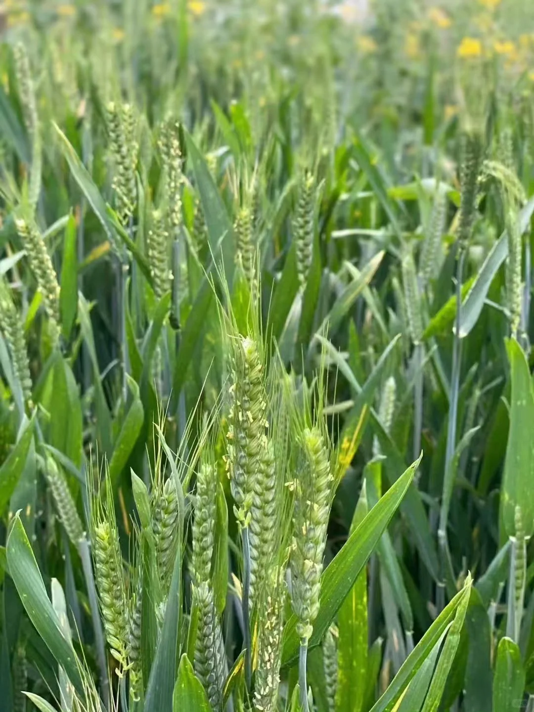 家乡的麦子开花了