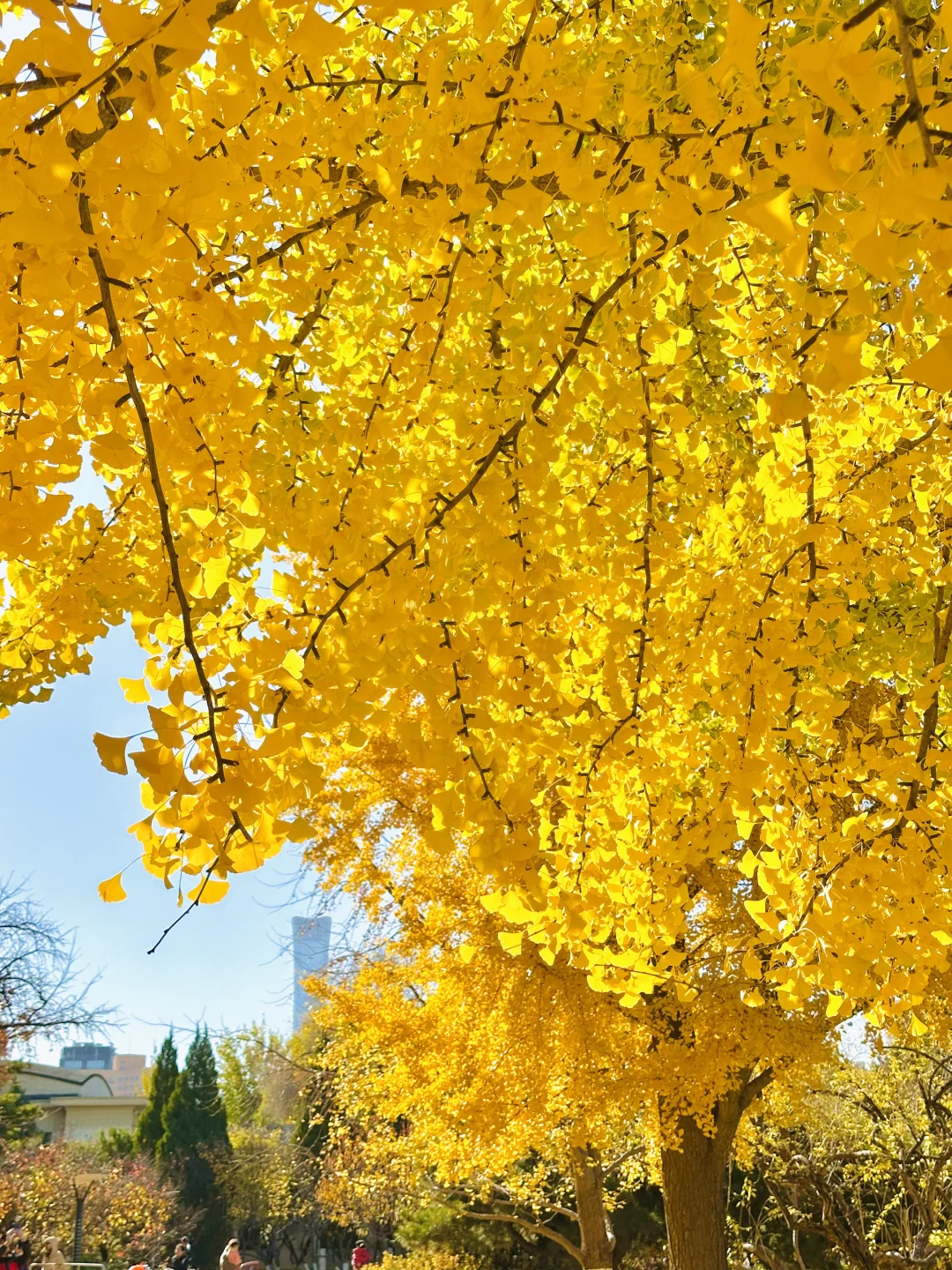 11.13实况｜天呐❗️农展馆银杏还美在巅峰‼️