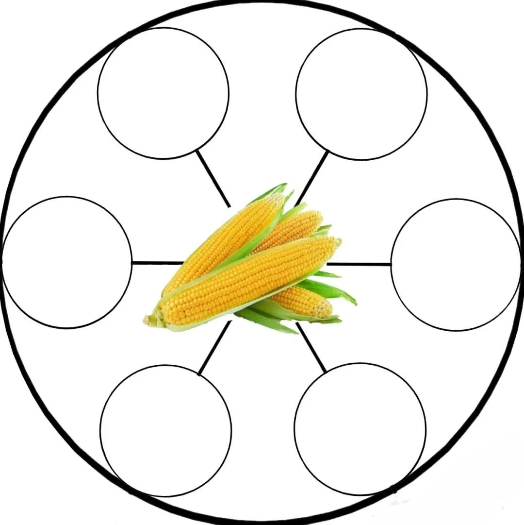 大班主题[丰收的季节]数学区（农作物加工）