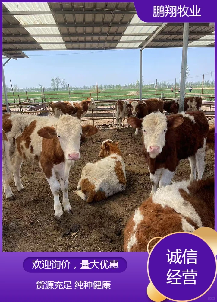 鹏翔牧业小牛