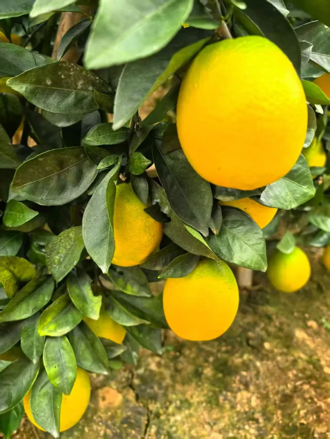 赣南脐橙基地直发、赣南脐橙、正宗赣南脐橙