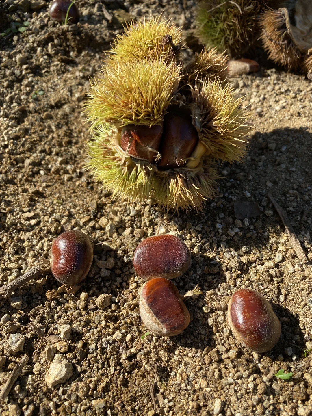 谁懂啊！在板栗树下捡秋，幸福感要溢出来了?