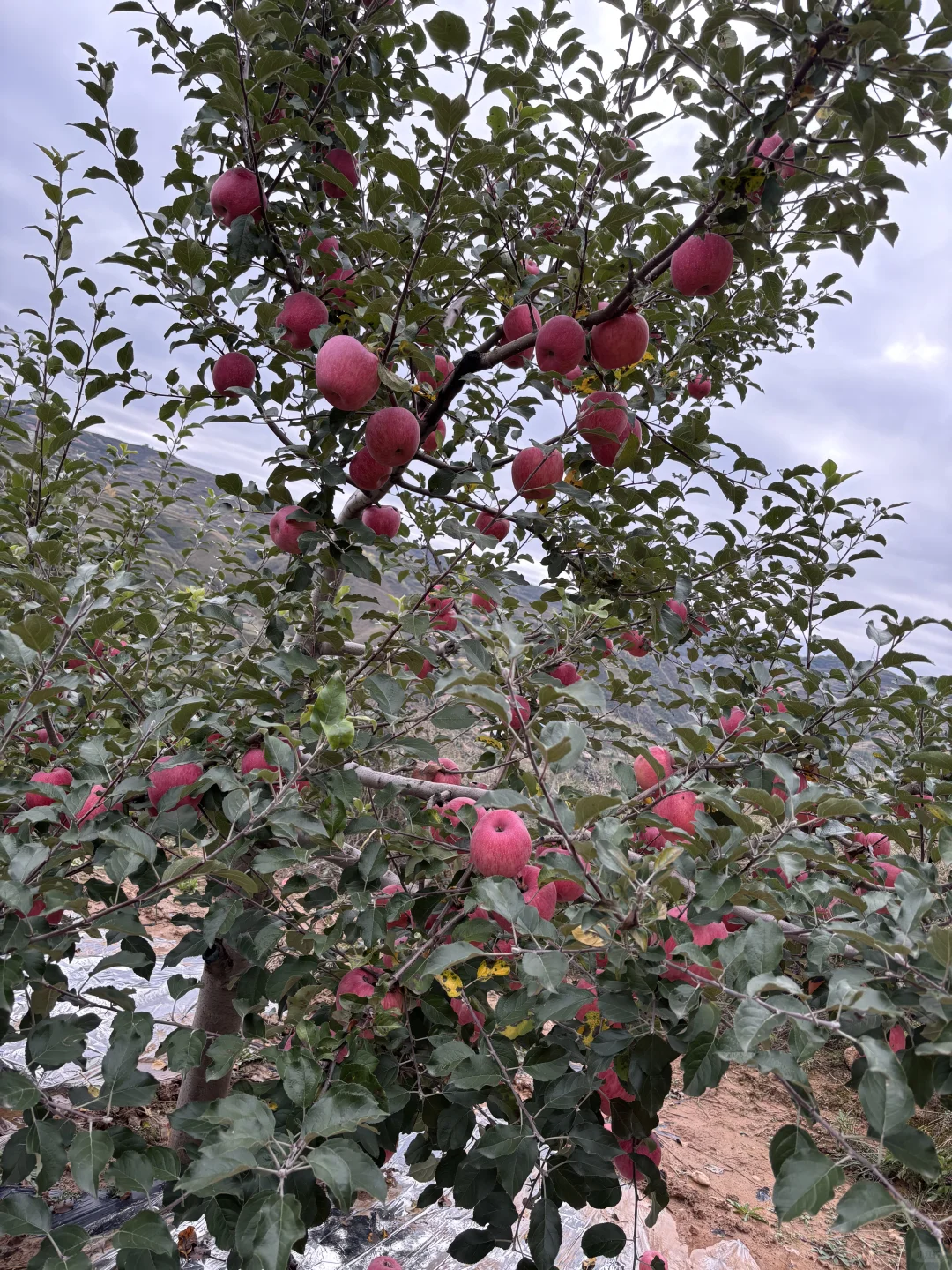 我为爸爸种的静宁苹果代言