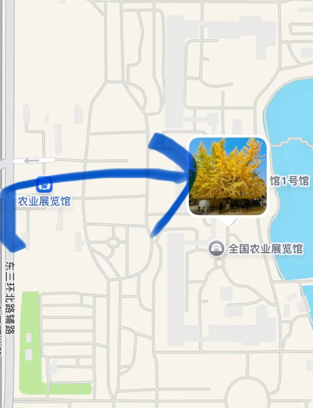 11.13实况｜天呐❗️农展馆银杏还美在巅峰‼️