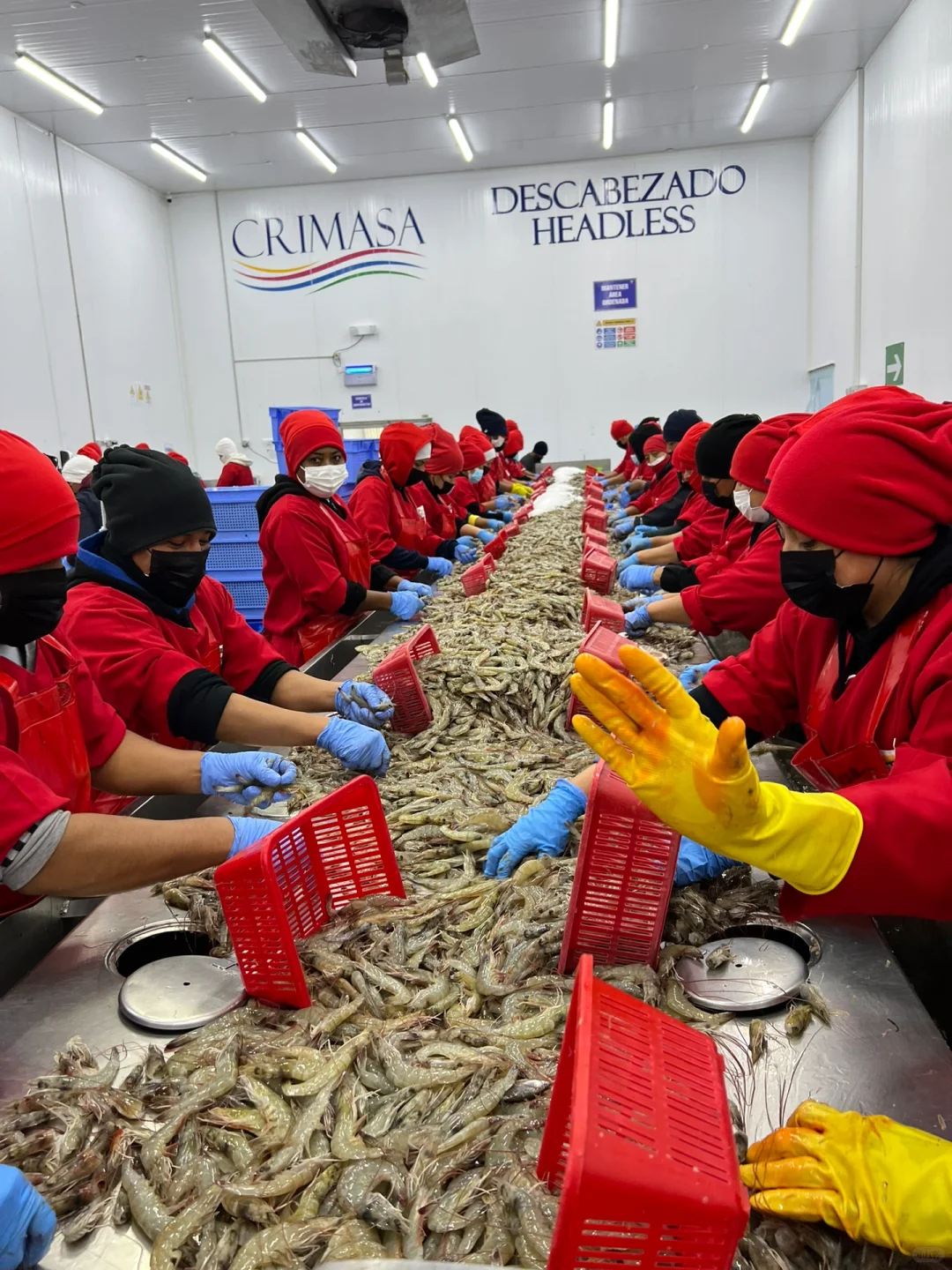 厄瓜多尔Crimasa对虾工厂考察