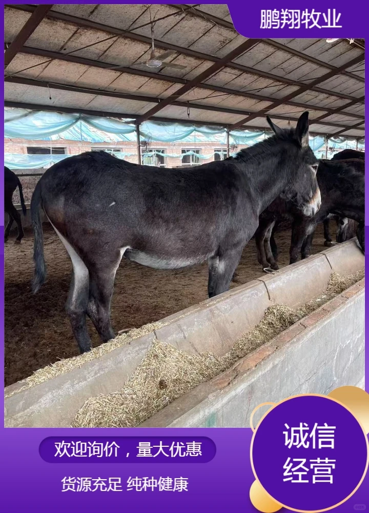鹏翔牧业德州驴