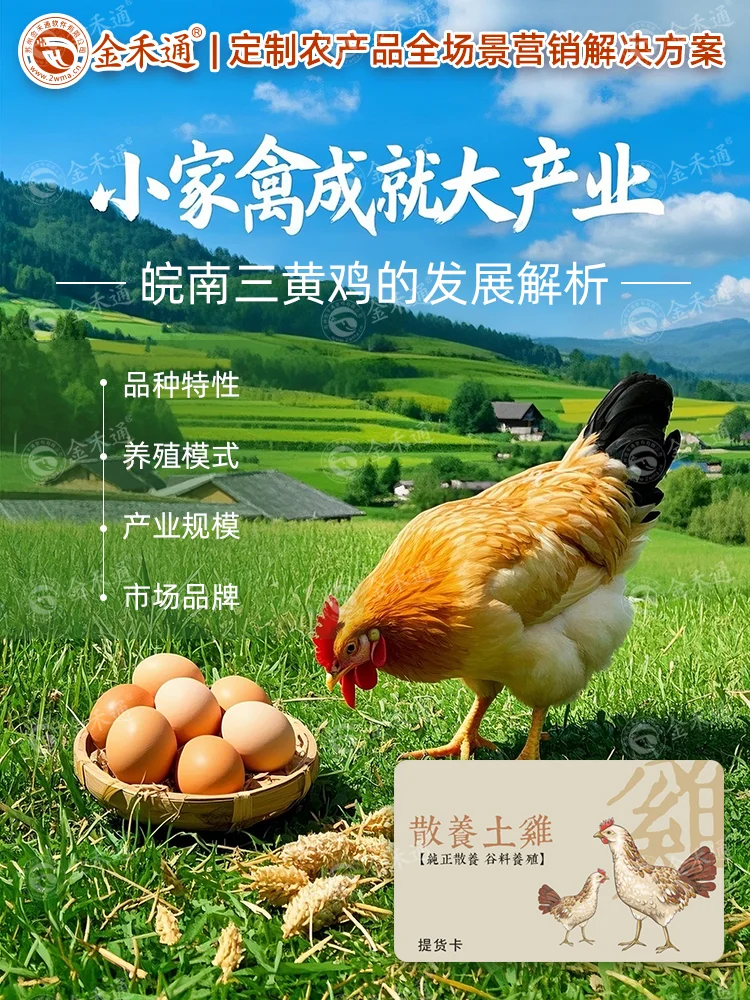 小家禽成就大产业，皖南三黄鸡的发展解析