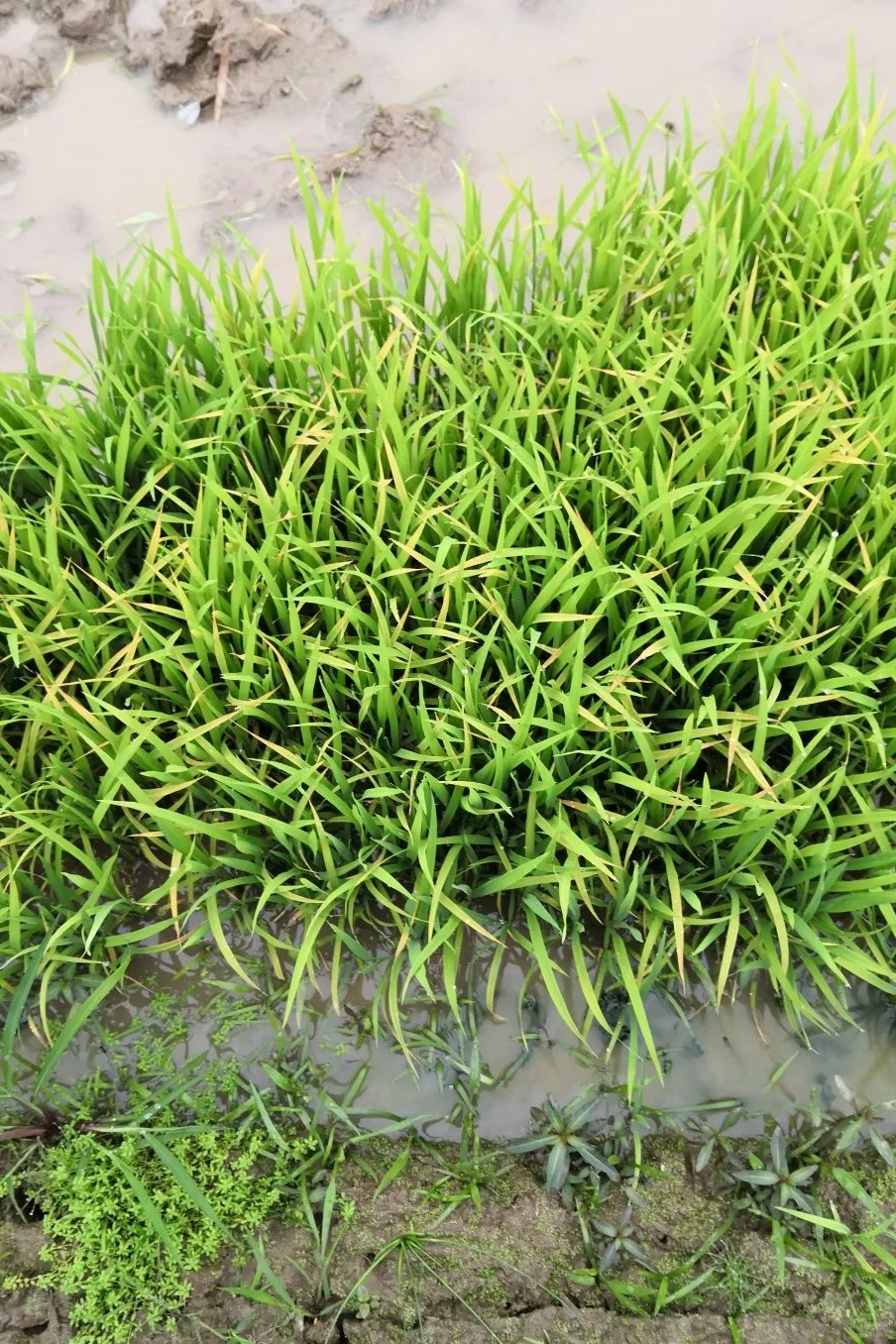 你猜不到这是什么