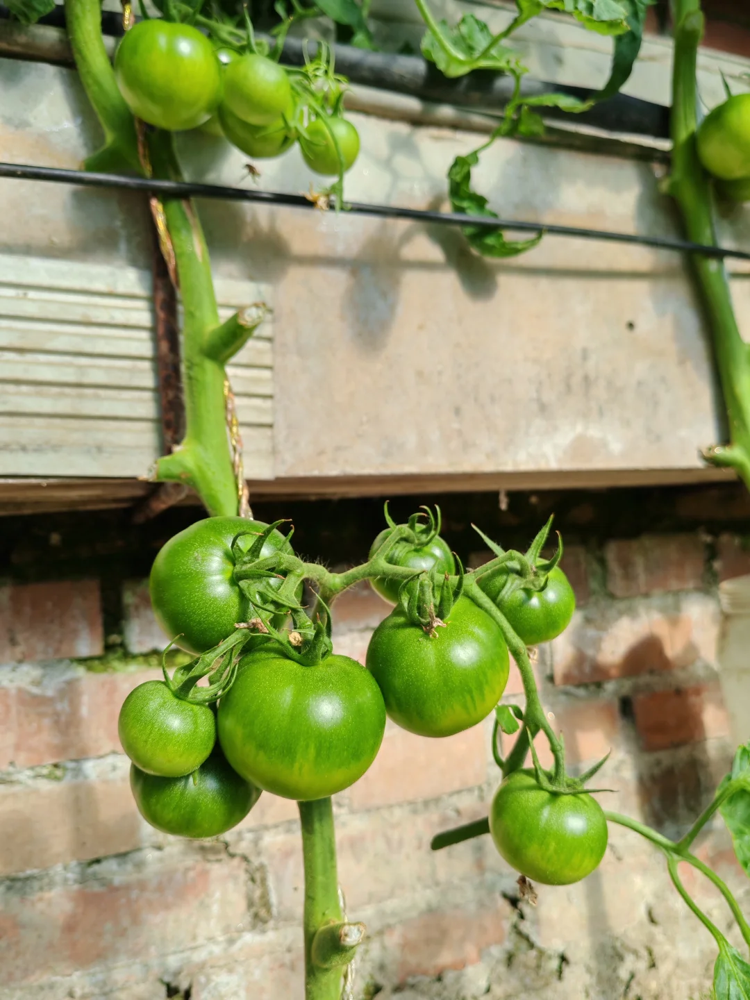 在温室大棚的感觉真的太好了!