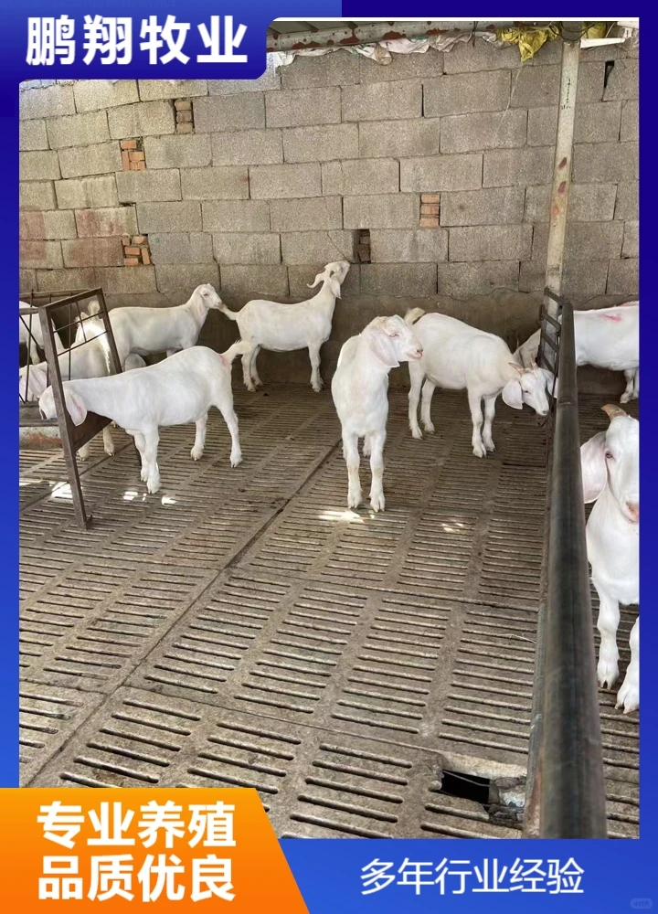 鹏翔牧业杜泊绵羊