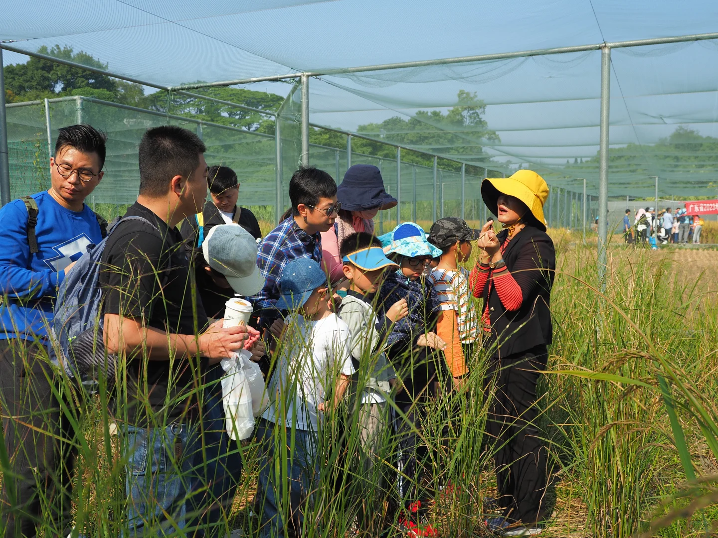 一起来割稻子吧