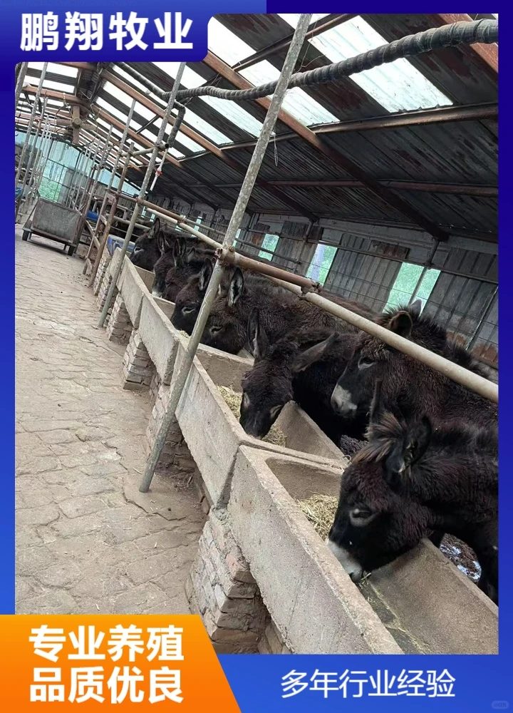鹏翔牧业德州黑驴