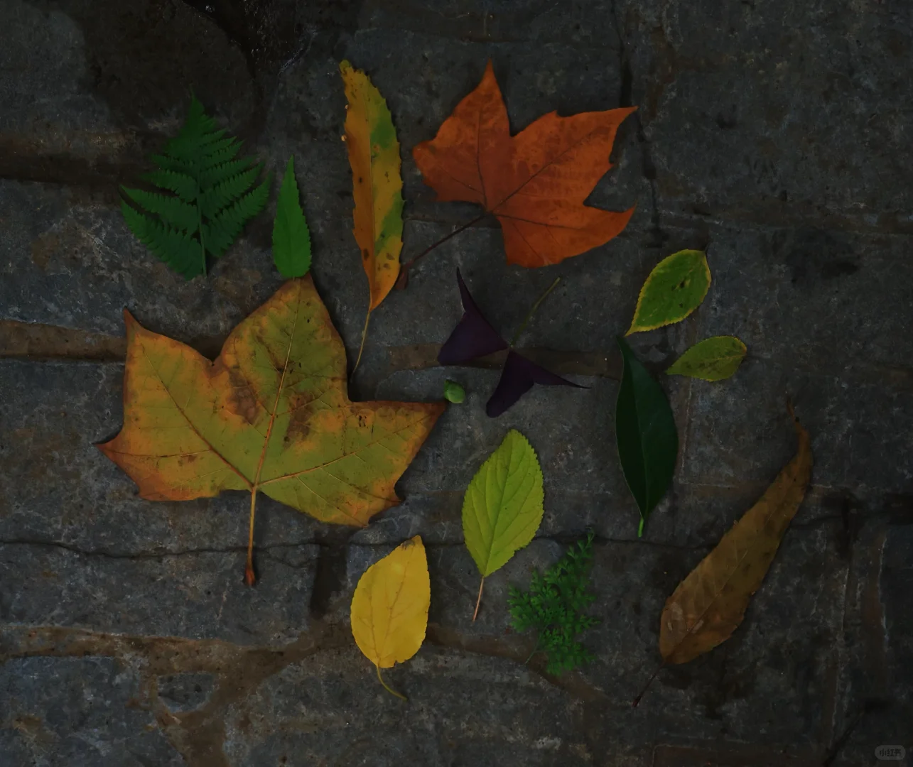 在南京中山植物园带娃邂逅初冬の浪漫