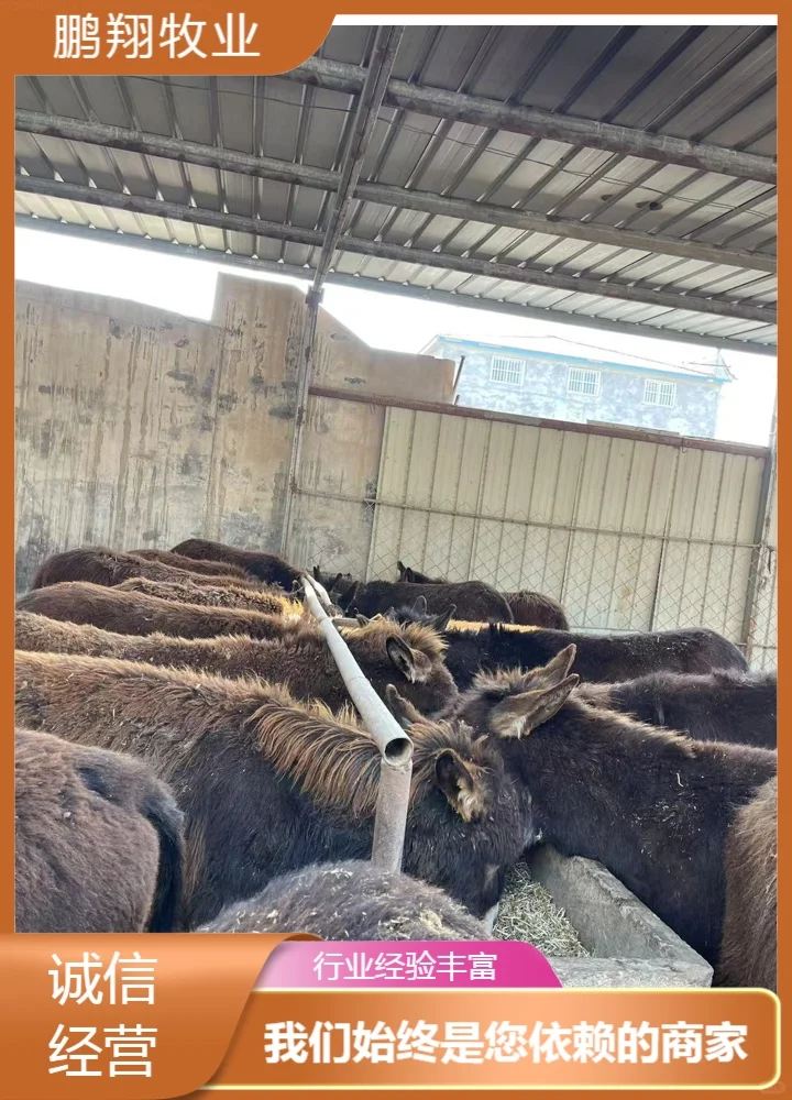 鹏翔牧业小毛驴