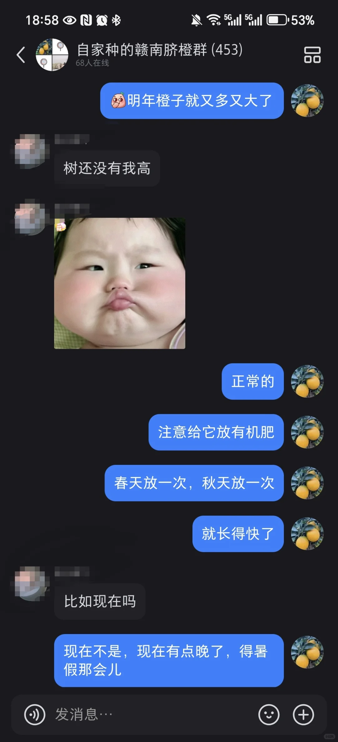种一颗自己的橙子树?，实现橙子自由啦