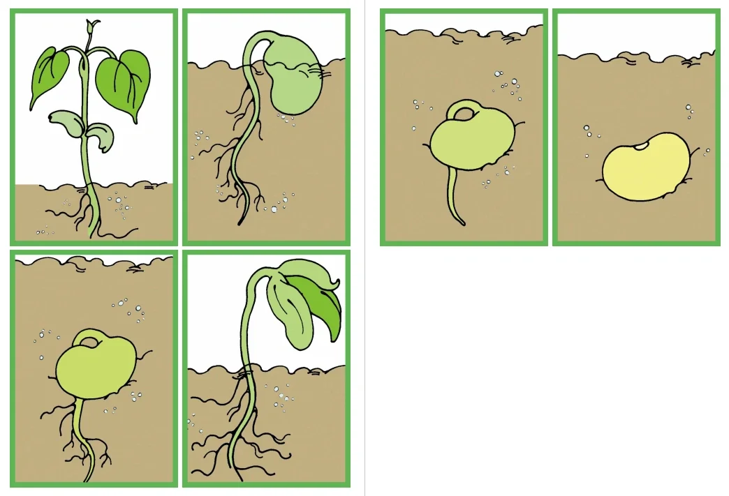 植物素材9-玉米、大豆成长周期序列卡