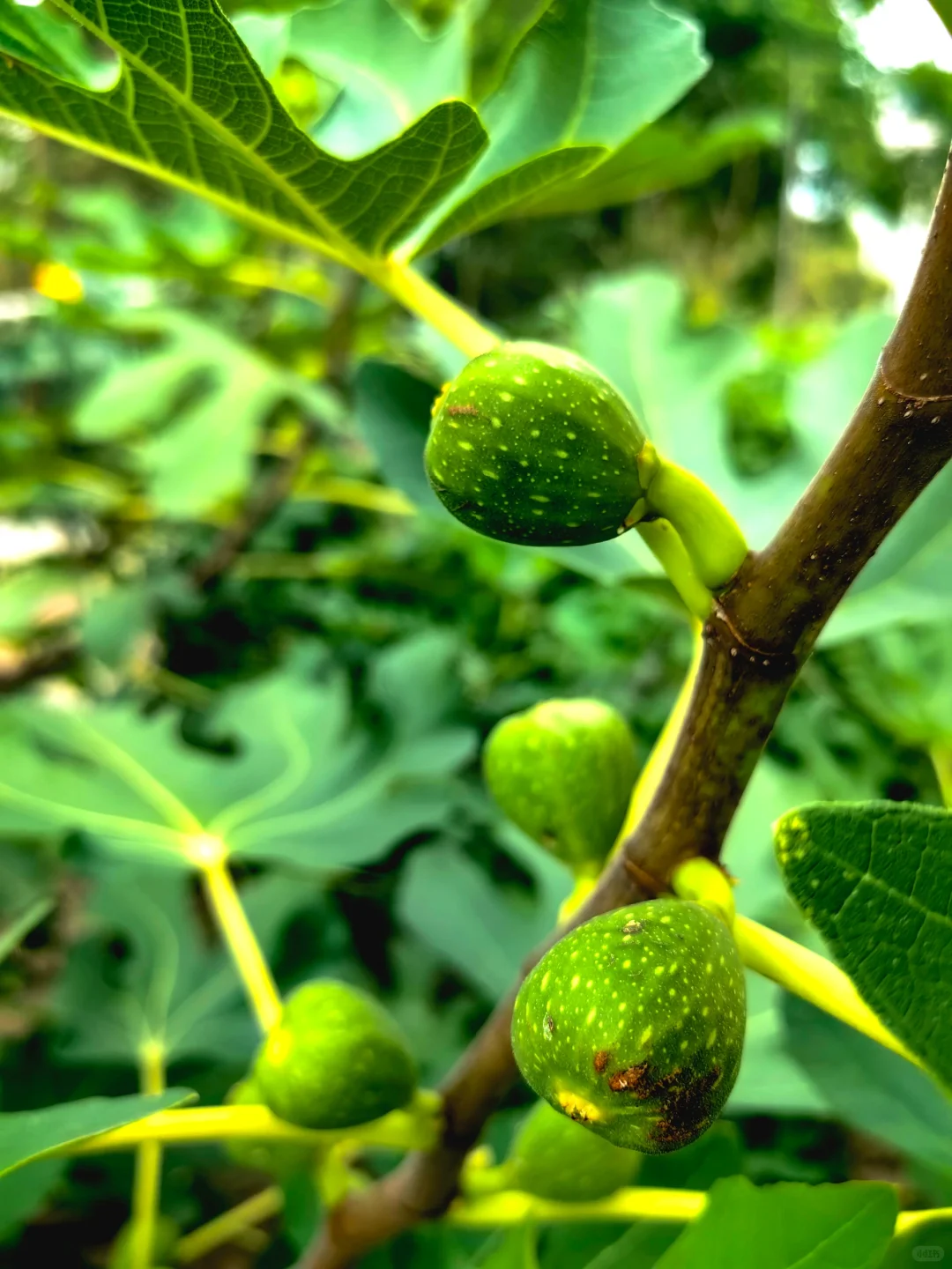 经常在吃 但你认得出几个？??