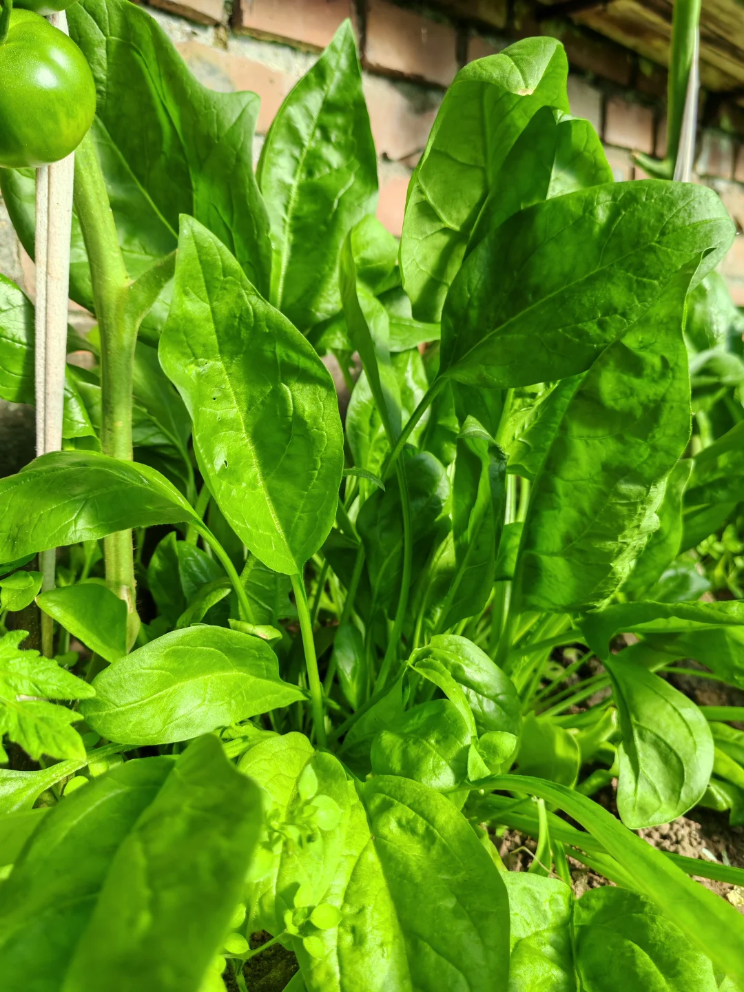 在温室大棚的感觉真的太好了!