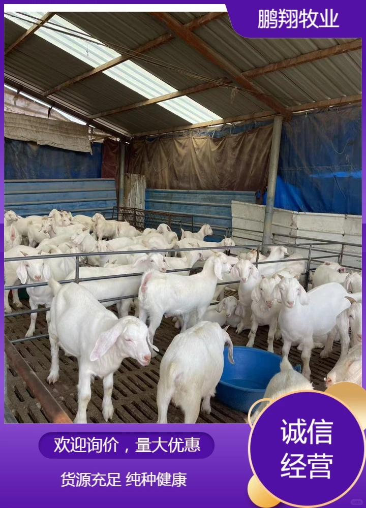 鹏翔牧业长毛绒山羊