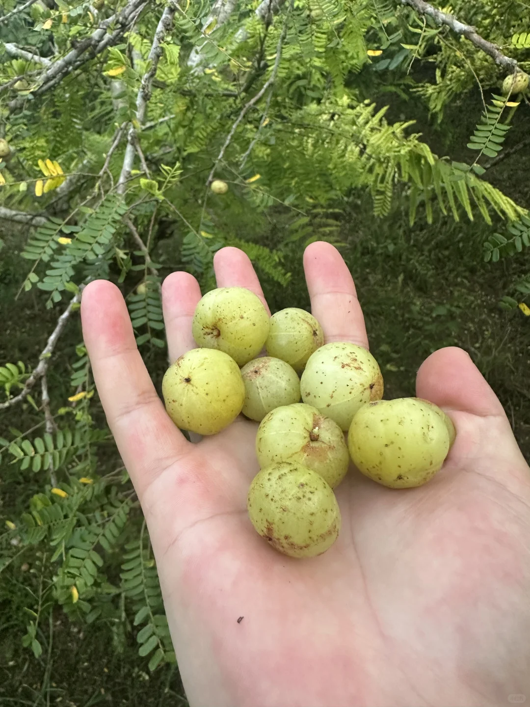 黑鹿工厂～回村继承农业版