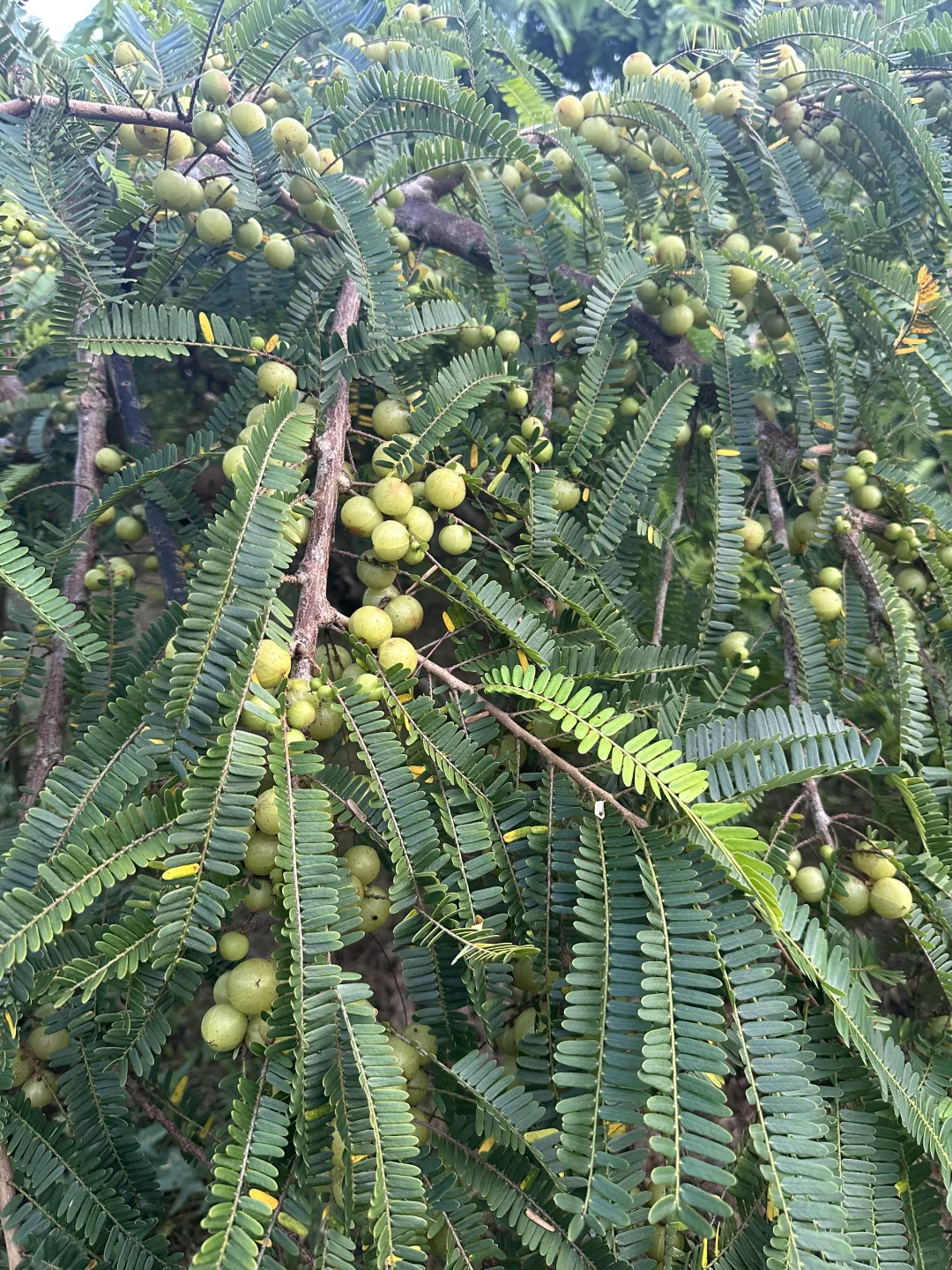 黑鹿工厂～回村继承农业版