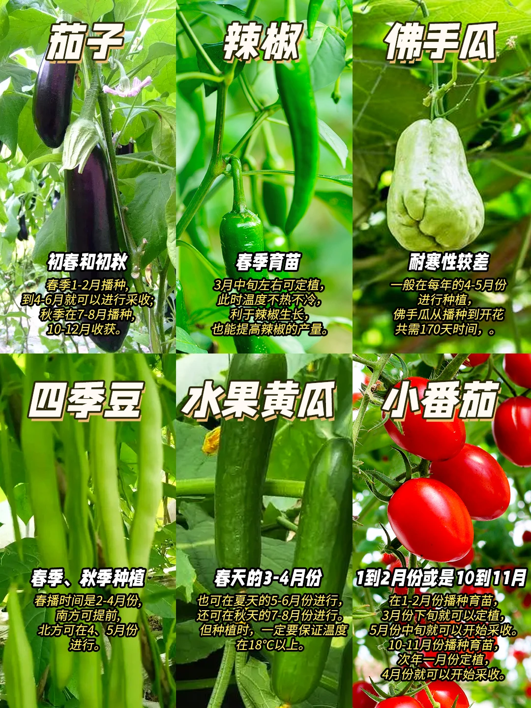 阳台/菜园高产蔬菜，种一颗就够吃?！