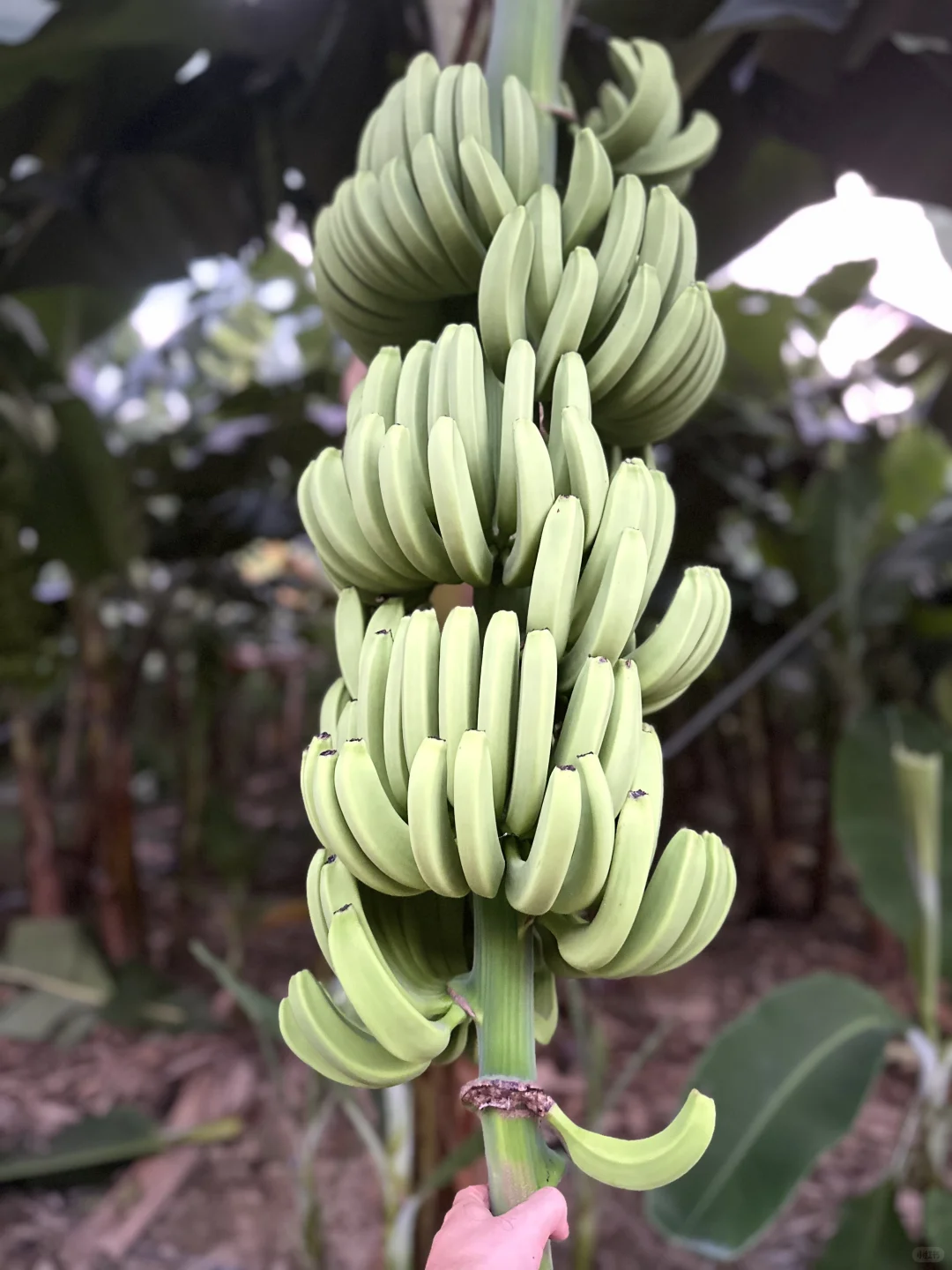 黑鹿工厂～回村继承农业版