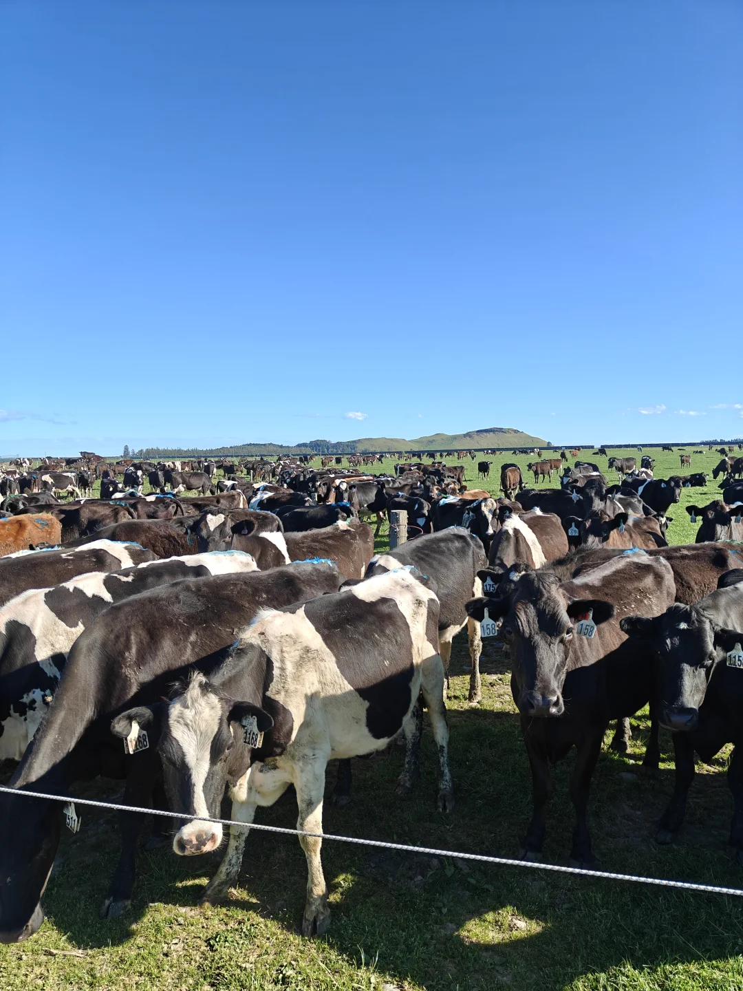 whv在新西兰放牛时薪27刀,一周50小时