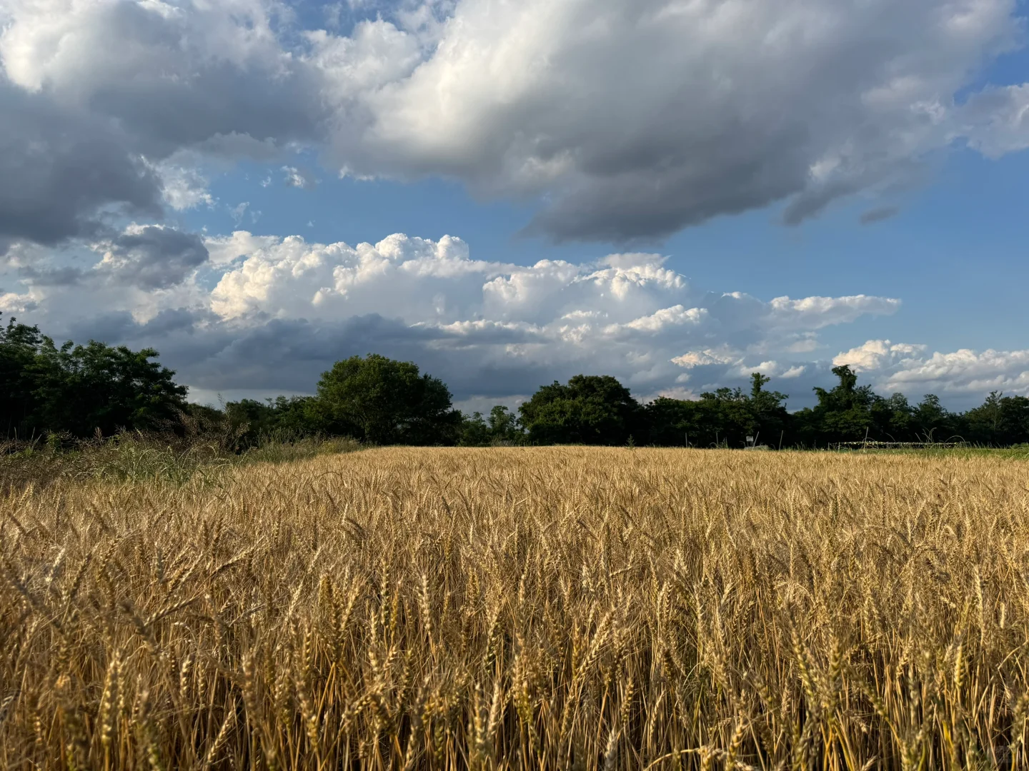 温室大棚步步进行中