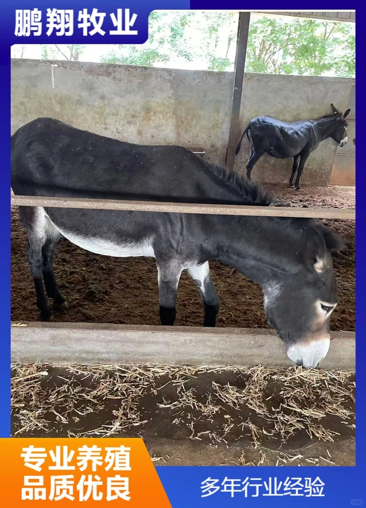鹏翔牧业德州黑驴