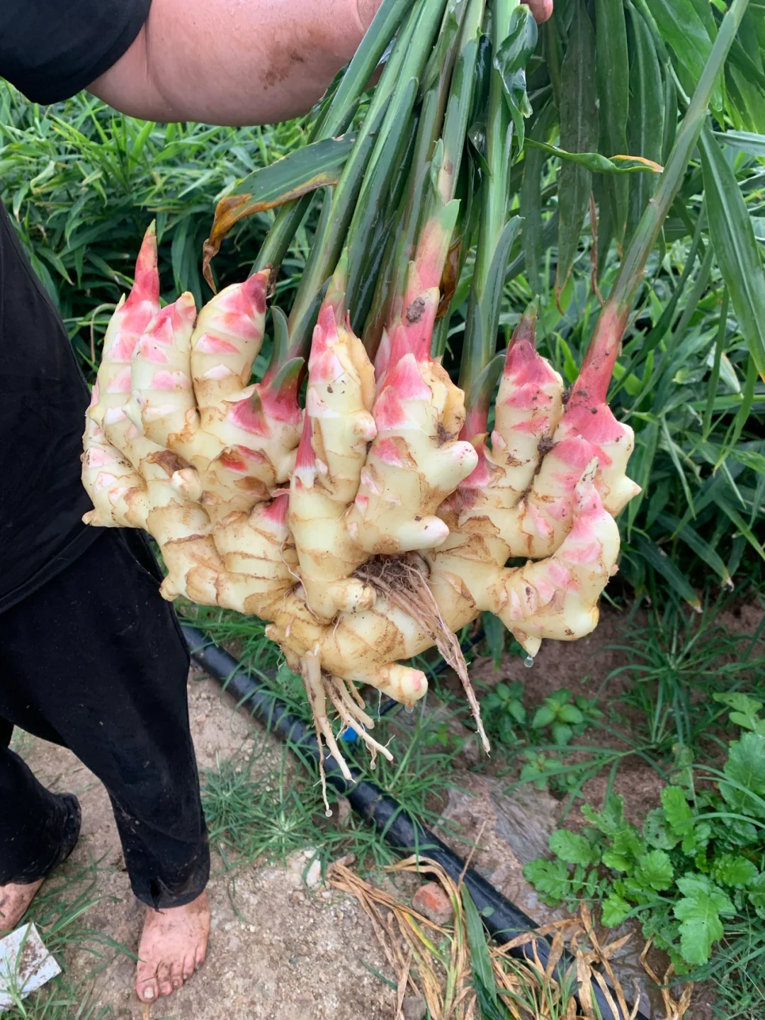 生姜价格两元一斤，种植一亩的成本和利润