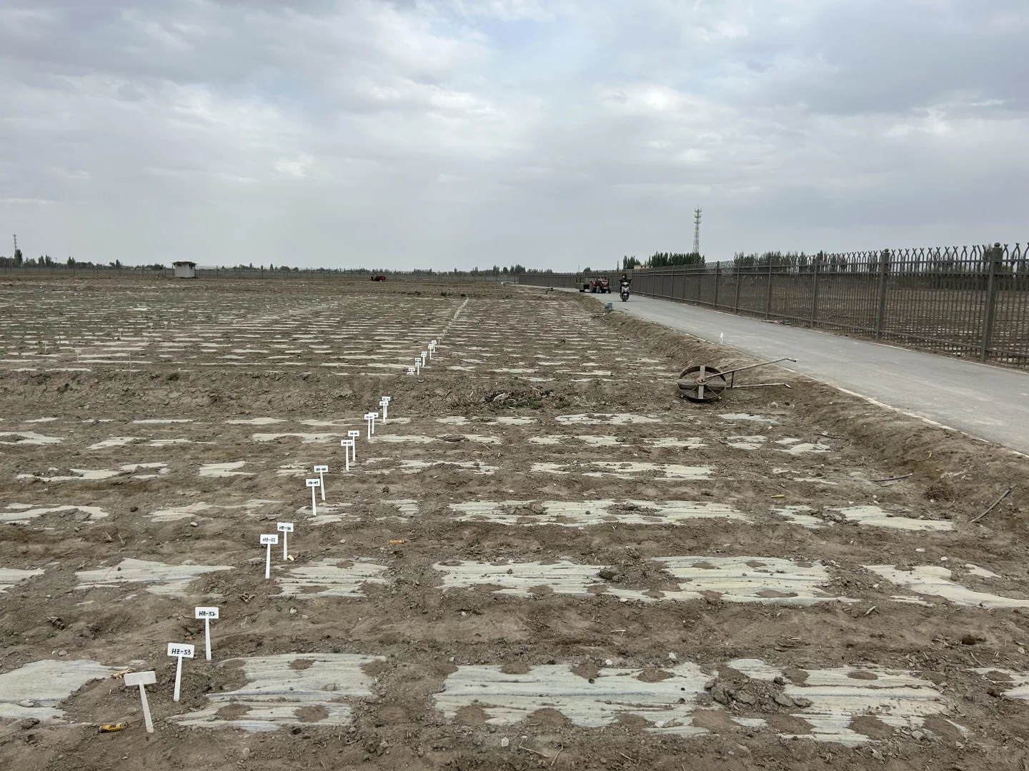 你见过这么多花生品种吗?