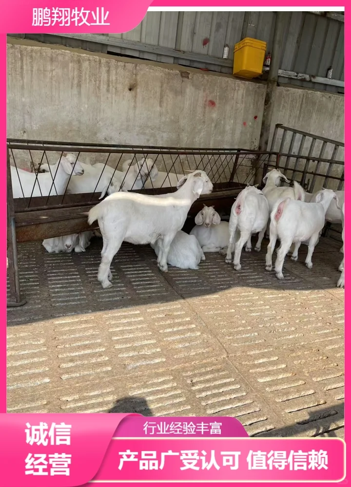 鹏翔牧业波尔山羊