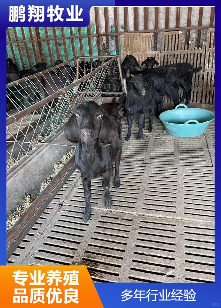 鹏翔牧业杜泊绵羊